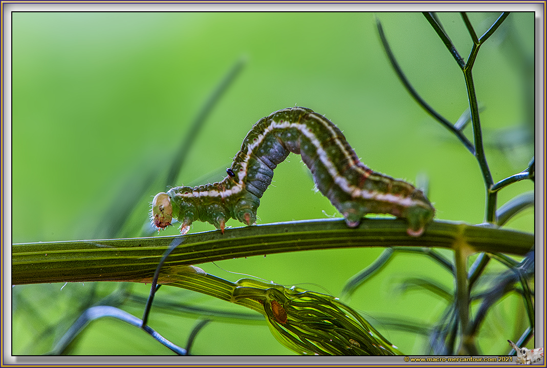 Trocopteryx Carpinata